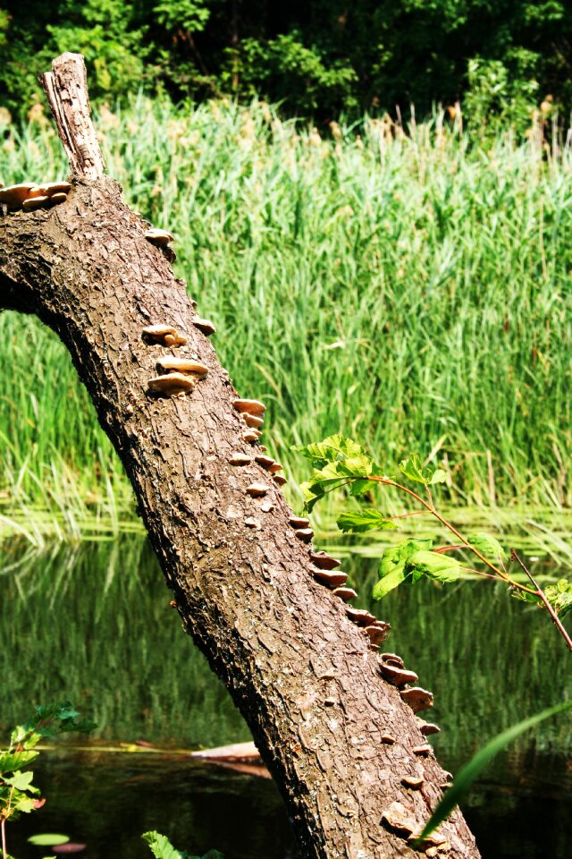 Tree barking mushrooms
