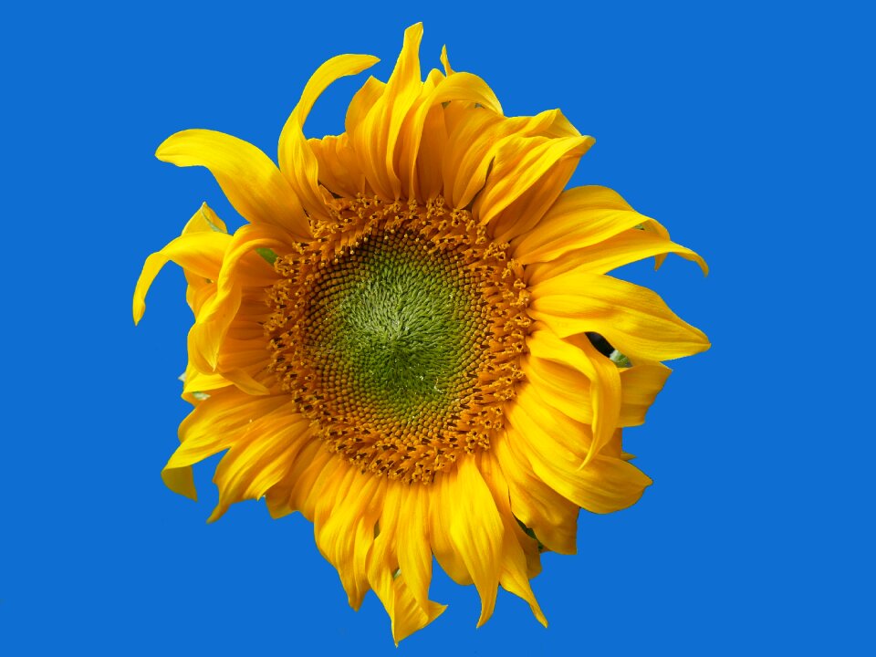 Bloom nature plant