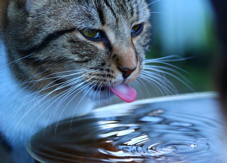 Drink cat tongue young cat