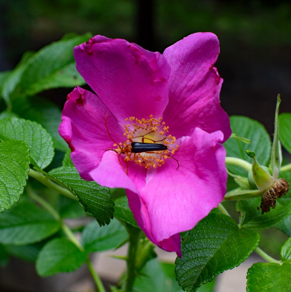 Arachnid pollinators animal