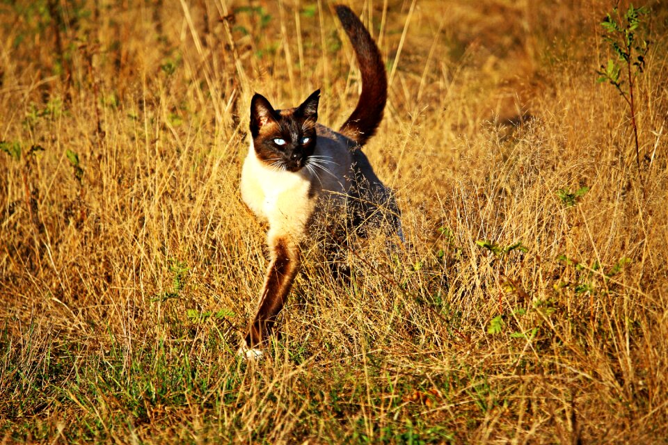 Siamese breed cat mieze photo