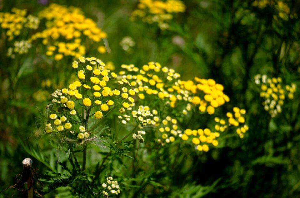 Summer blossom nature