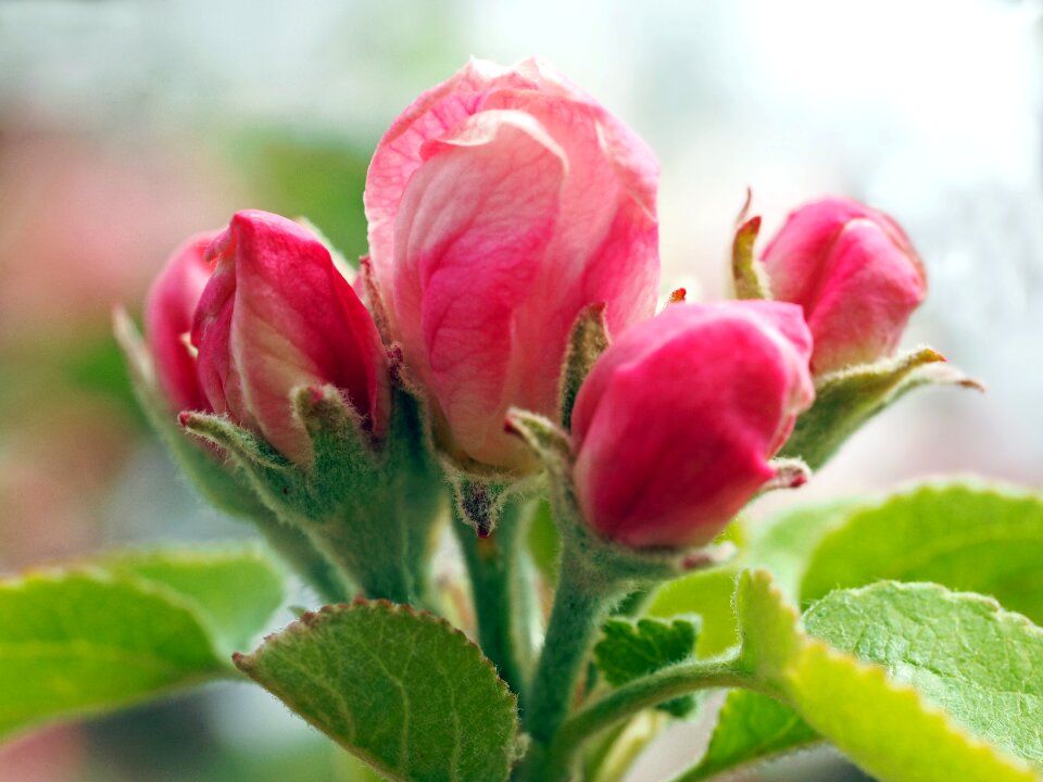 Apple tree blossom close up white
