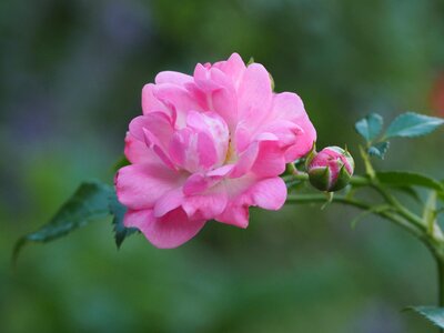 Map plant pink