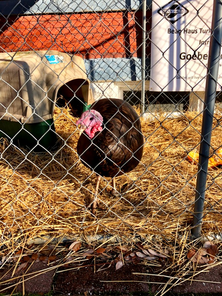 Goebel Gobbler the Turkey, Bean Haus, Main Street, Mainstr… 