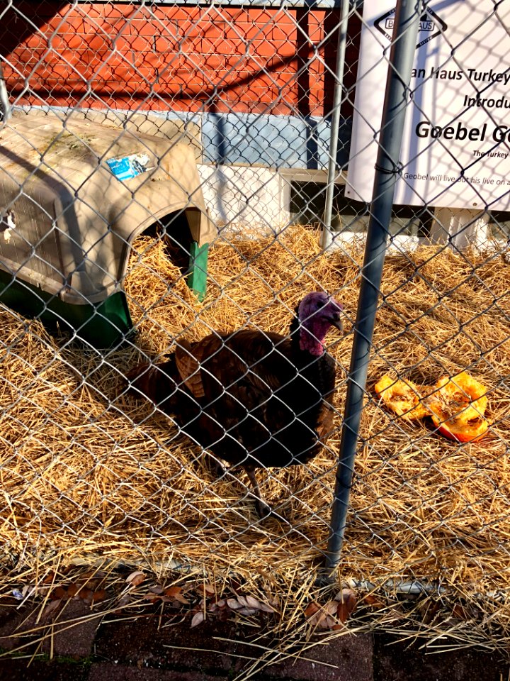 Goebel Gobbler the Turkey, Bean Haus, Main Street, Mainstr… 