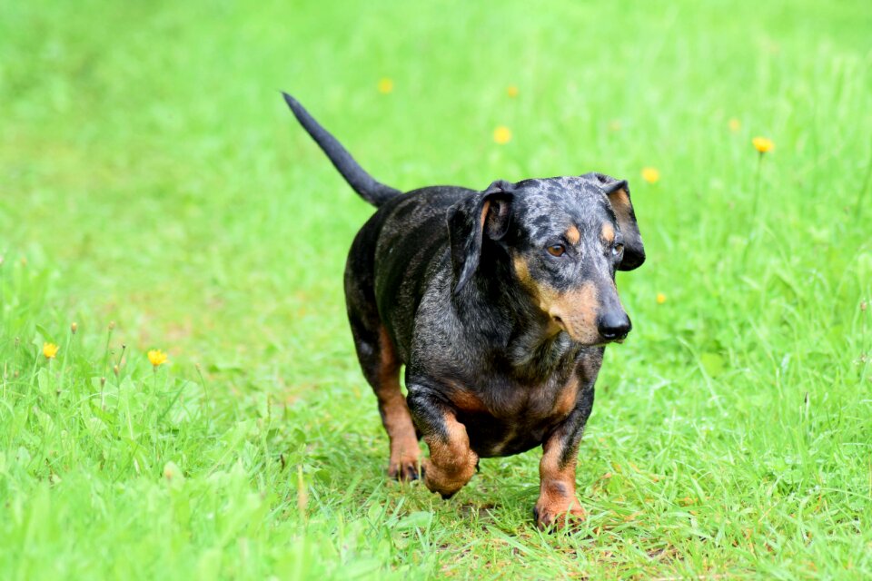 Wiener canine sausage