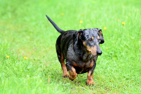 Wiener canine sausage photo