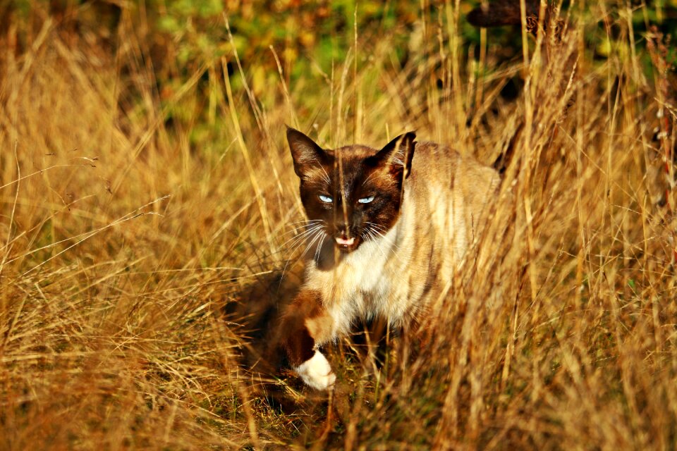 Siamese cat breed cat kitten photo