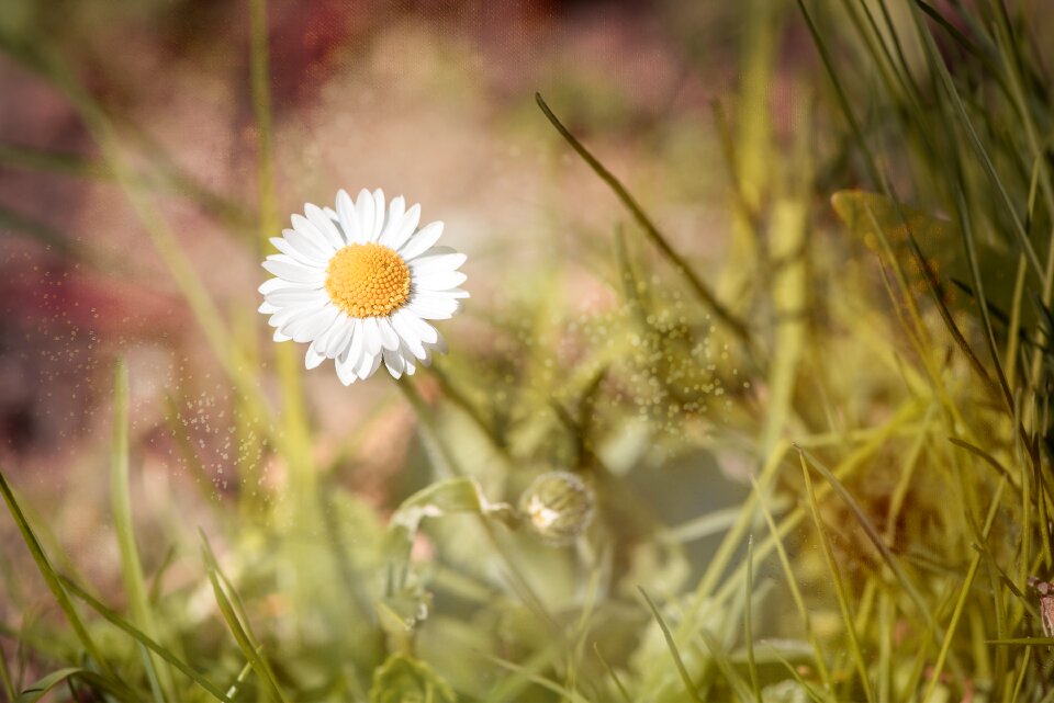 Meadow nature wild flower