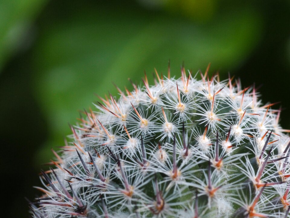 Green nature ornamental plant