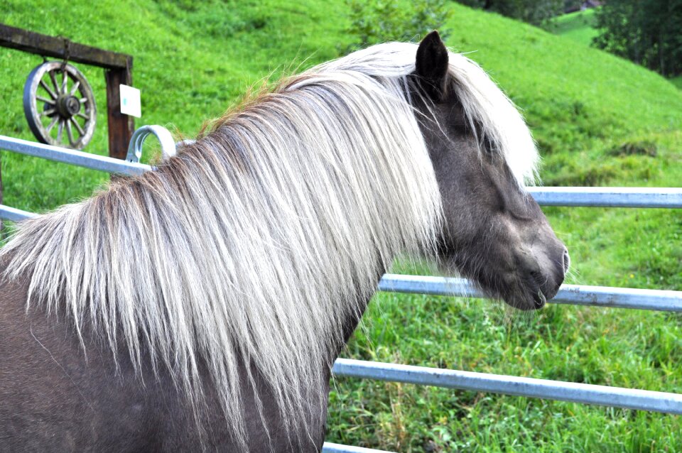 Wind colors pony horse