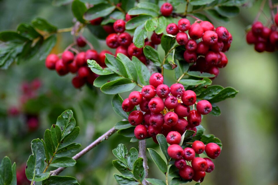 Mountain ash rowanberry botany
