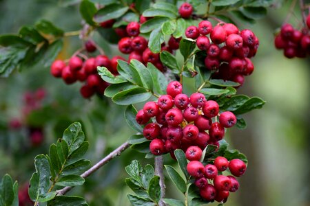 Mountain ash rowanberry botany photo