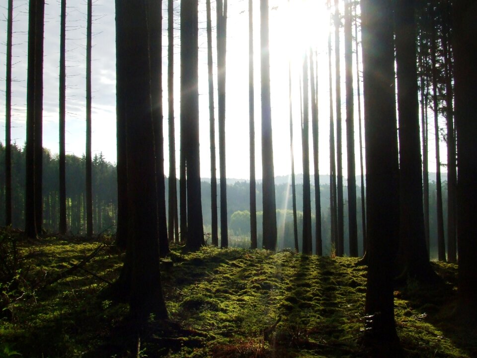 Forest nature mood