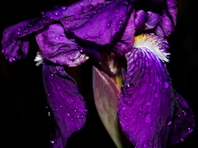 Iris flower waterdrops photo