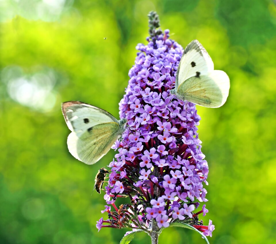 Insect nature flower