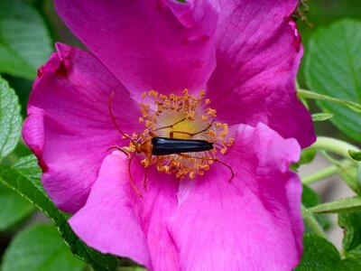 Insect arachnid pollinators