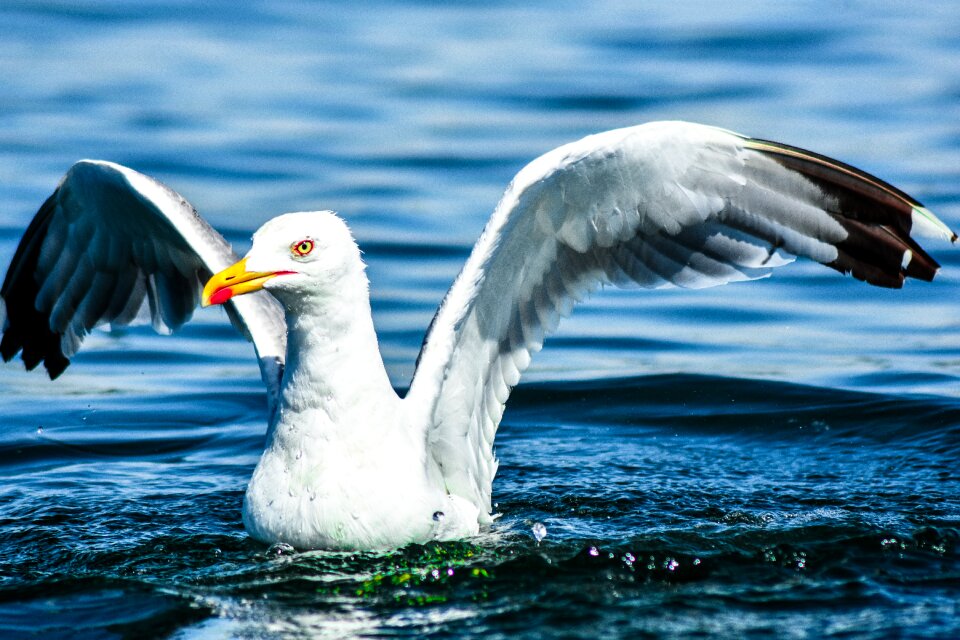 Seevogel sea nature