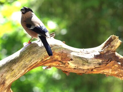 Bird pyrrhula songbird