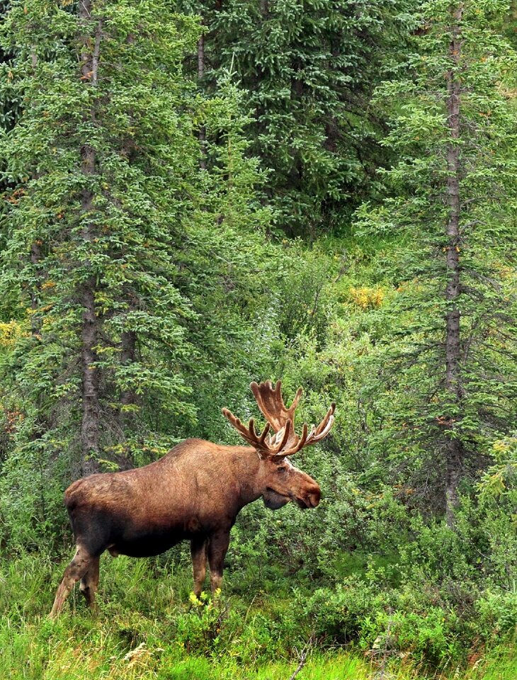 Profile wildlife landscape