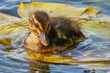 Young animal duck water
