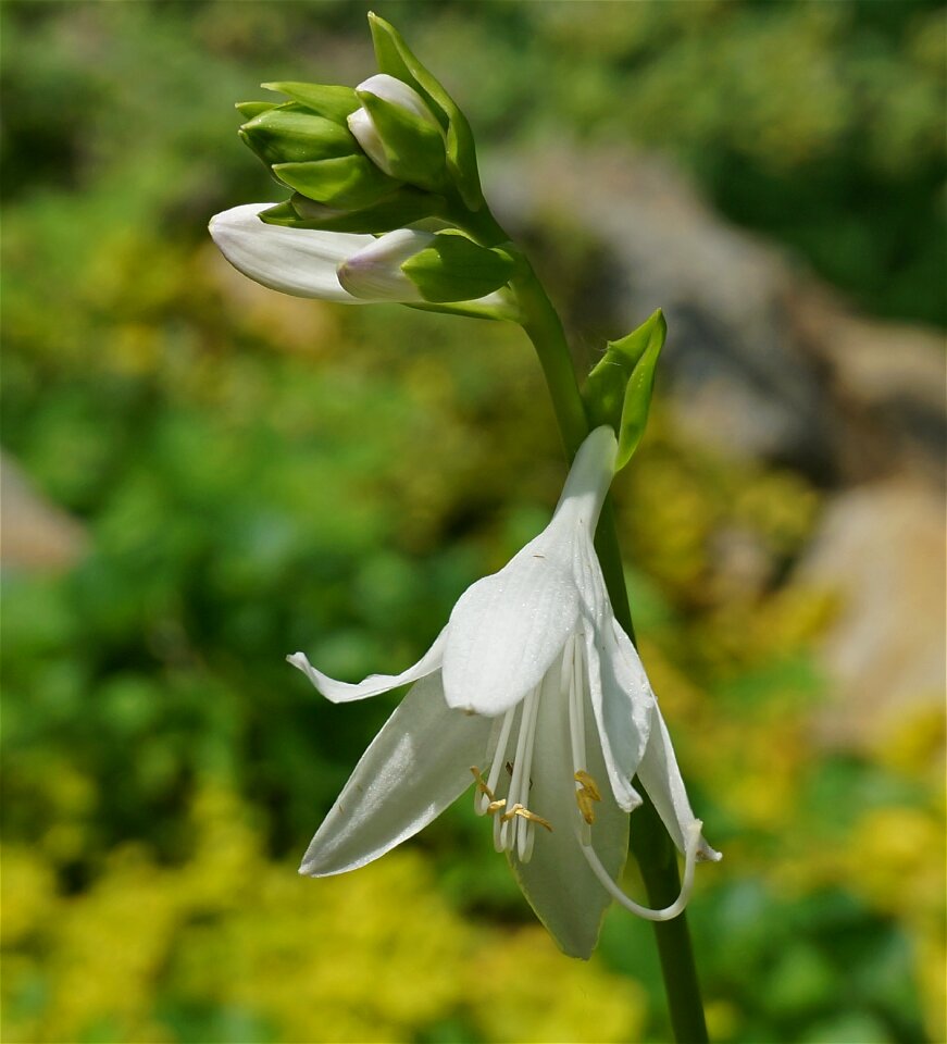 Blossom bloom white