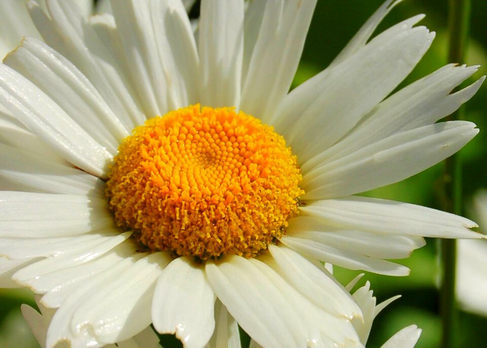 Yellow white yellow flowers