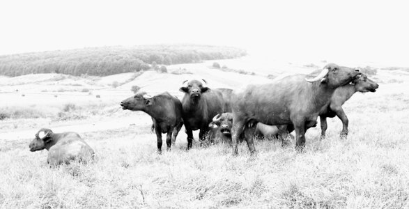 Buffalo fauna power