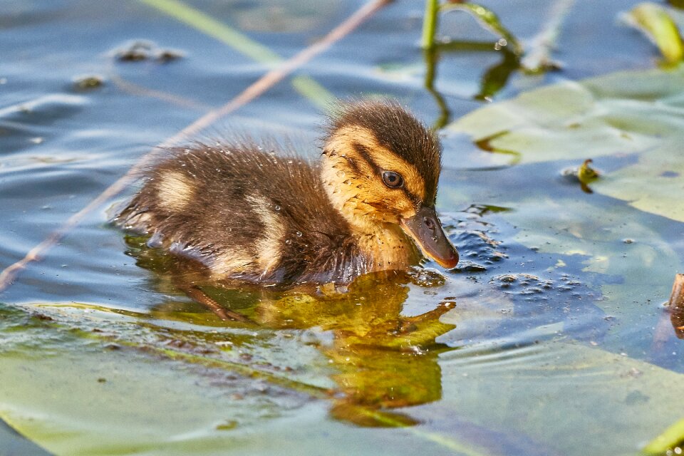Young animal duck water