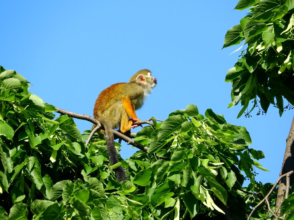 Malpovití scebidae monkey on the tree
