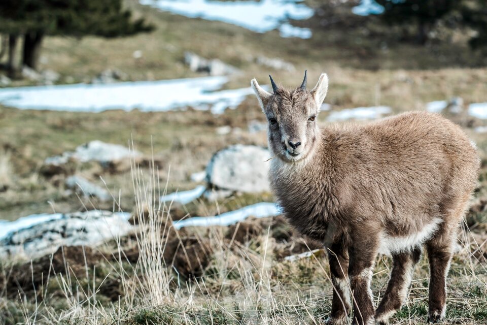 Nature animal domestic photo