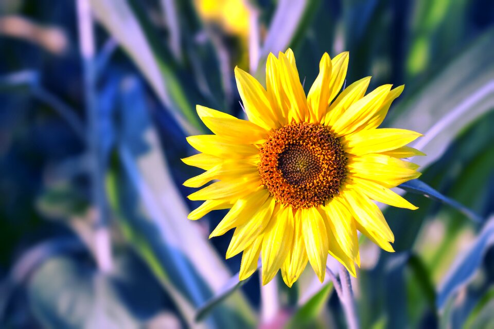 Nature sun floral
