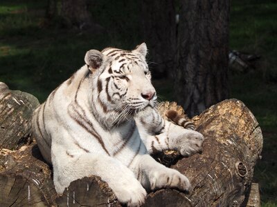Tiger white cozy photo