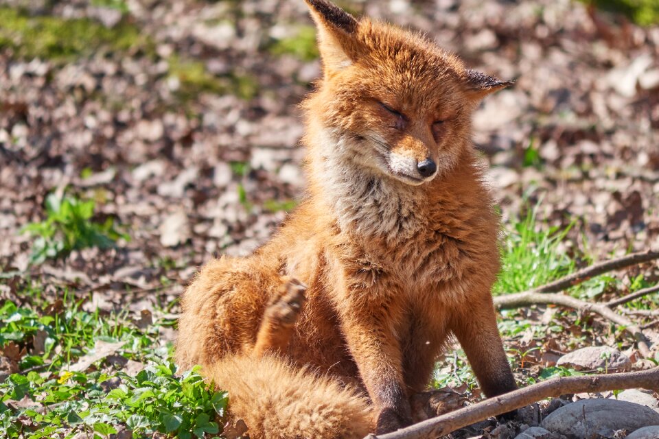 Forest wild animal animal