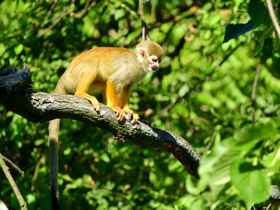 Malpovití scebidae monkey on the tree