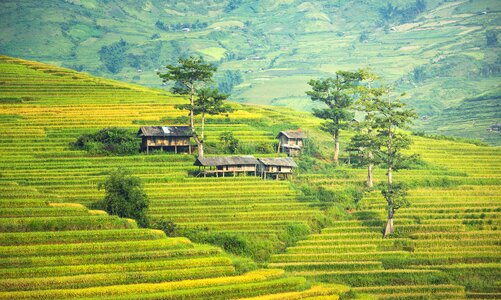 Vietnamese thailand soil