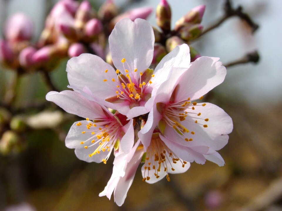 Flowers sprout flowery