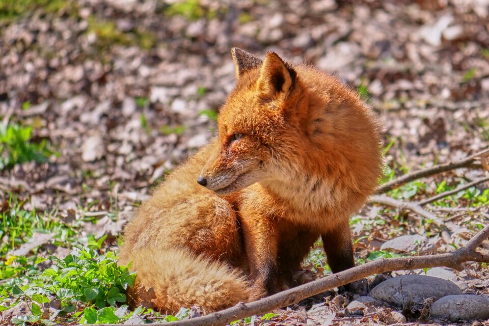 Forest wild animal animal