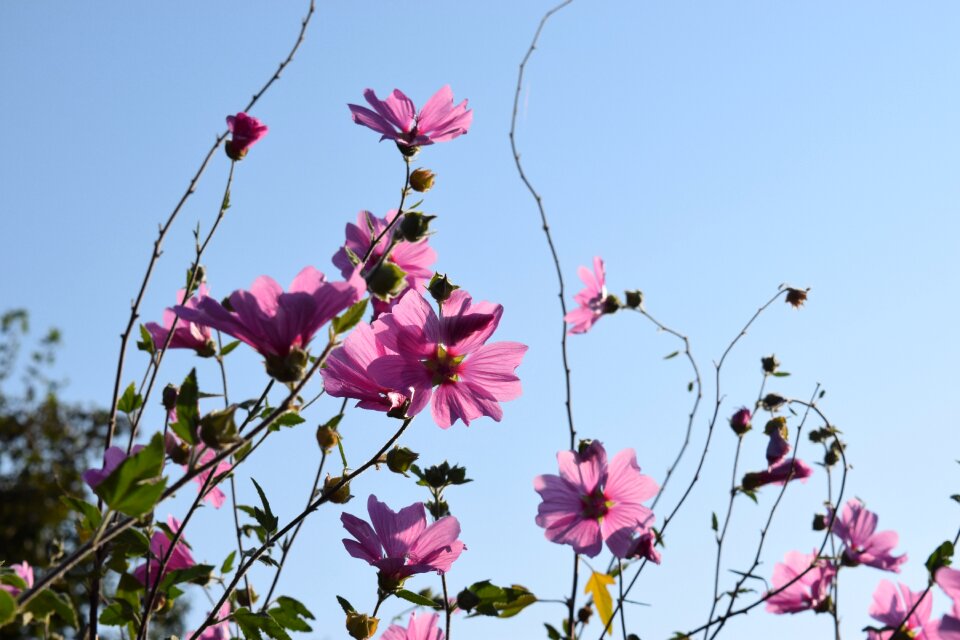 Hollyhock flower flower nature