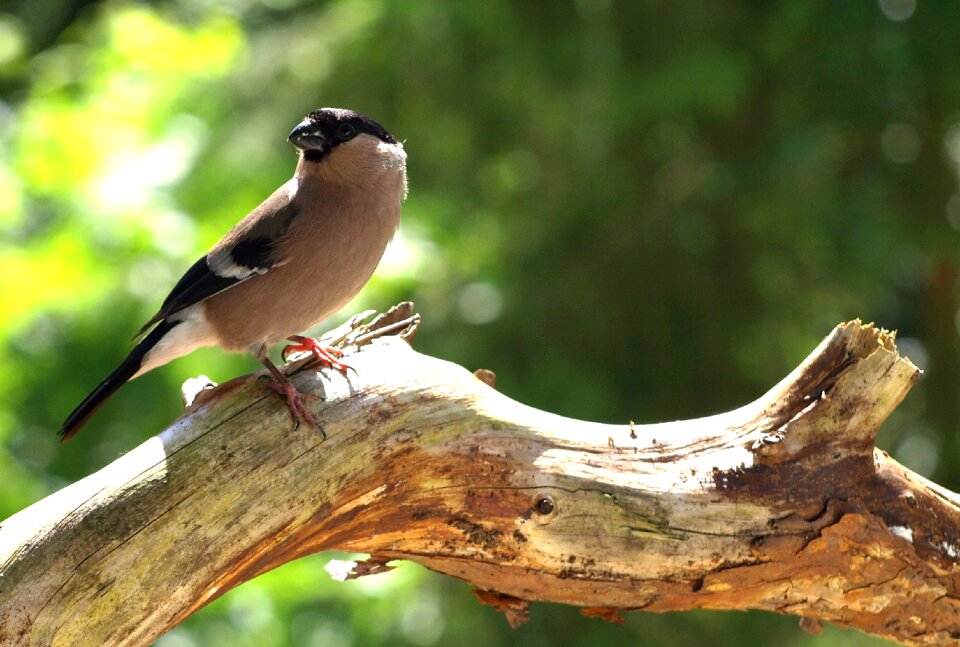 Pyrrhula songbird nature