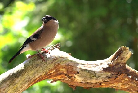 Pyrrhula songbird nature photo