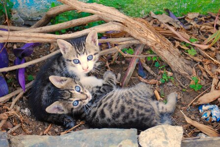 Animals mammals baby animals