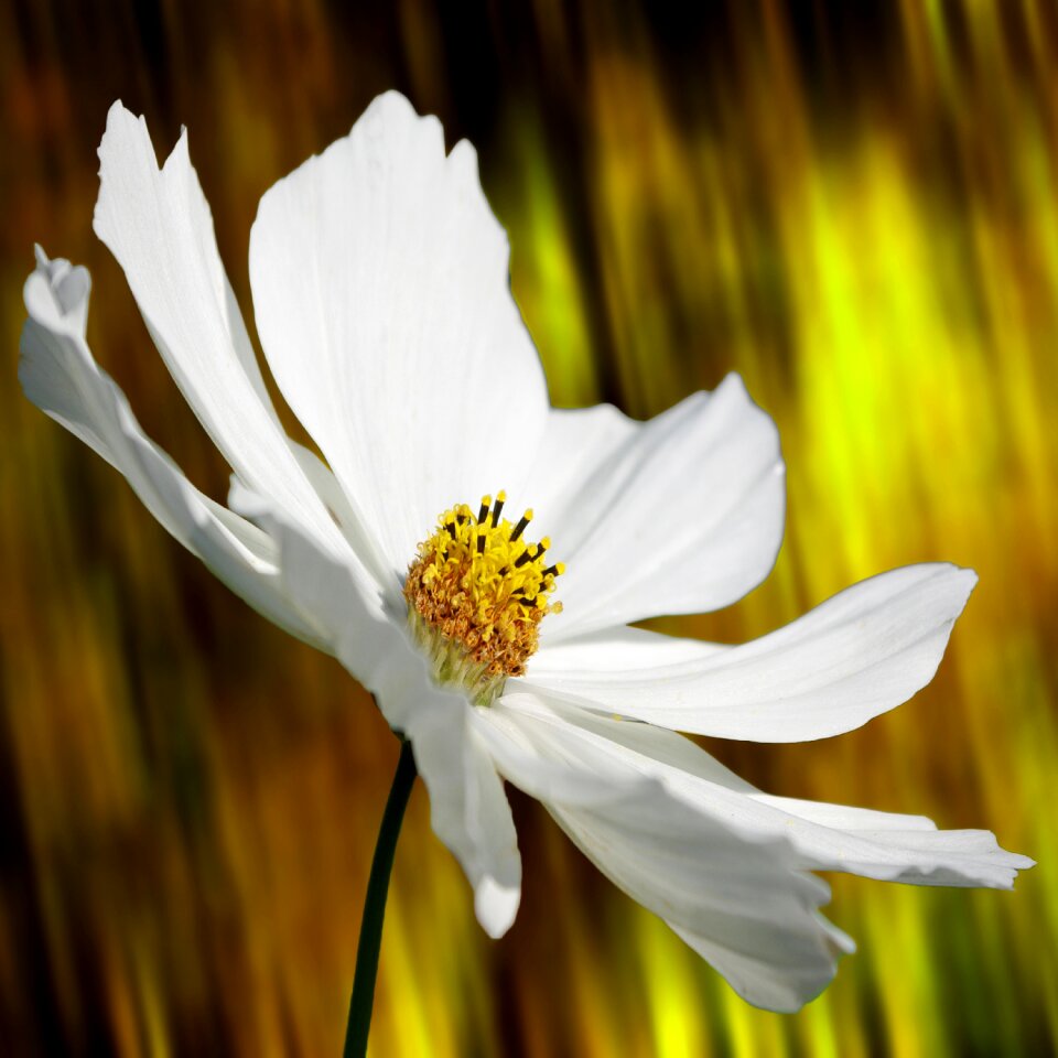 Blossom bloom cosmea bipinnata