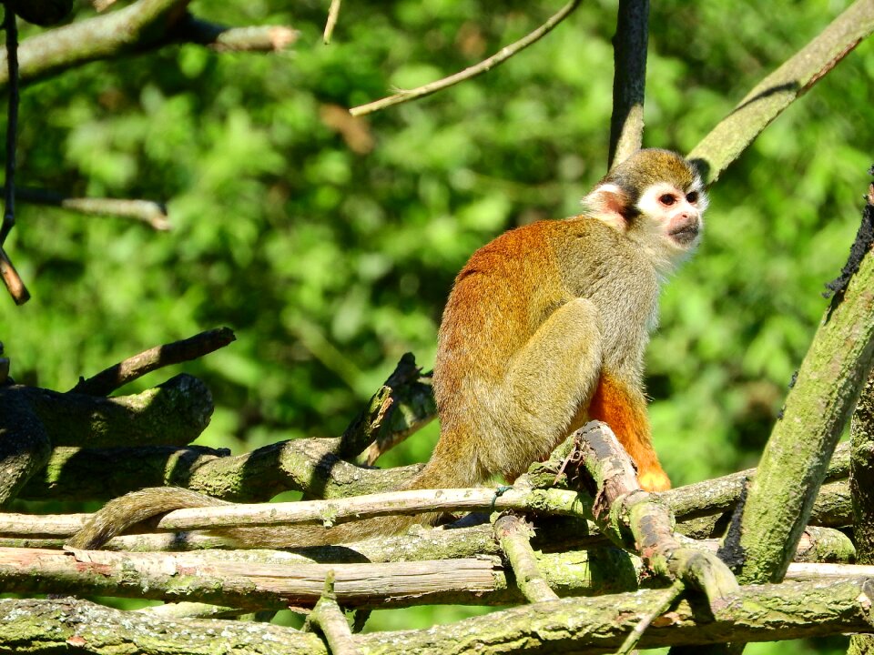 Malpovití scebidae monkey on the tree