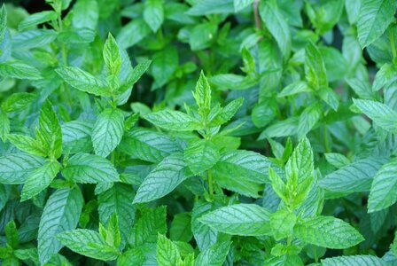 Nature leaves medicinal herbs