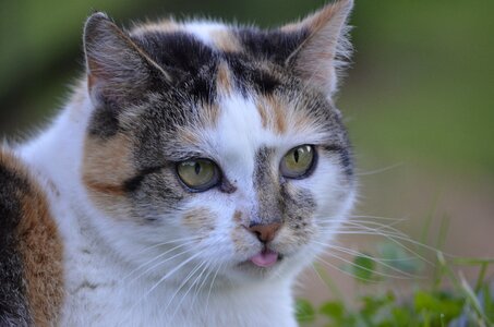 Animals nature portrait