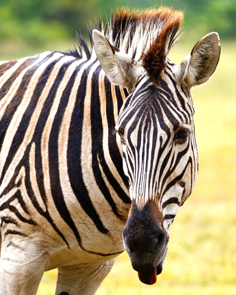 Zebra south africa seaview lion park