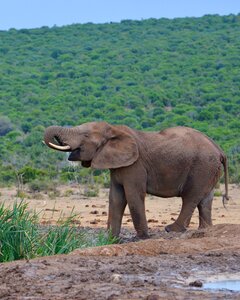 Elephant south africa addo national park
