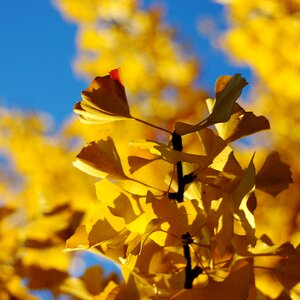 Leaves ginko tree autumn photo